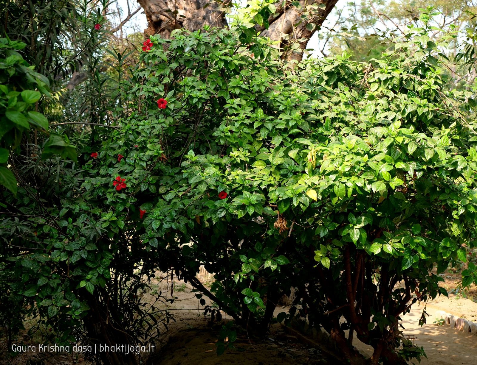  Varshana parikrama and preaching. 2019.12.10